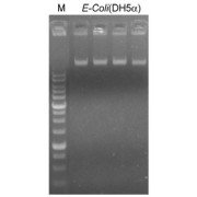 Gel electrophoresis of E. coli DH5-alpha genomic DNA isolated from 100 µl of bacterial culture.