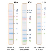 The prestained Protein Ladder patterns in various electrophoresis conditions.