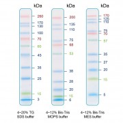 The prestained Protein Ladder patterns in various electrophoresis conditions.