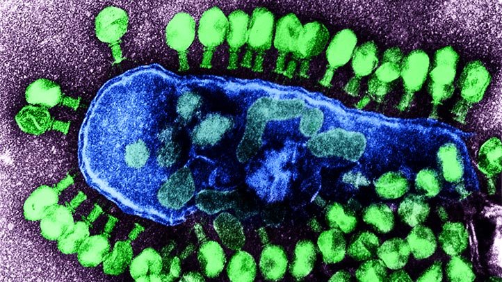 Bacteriophages attacking bacteria cell wall